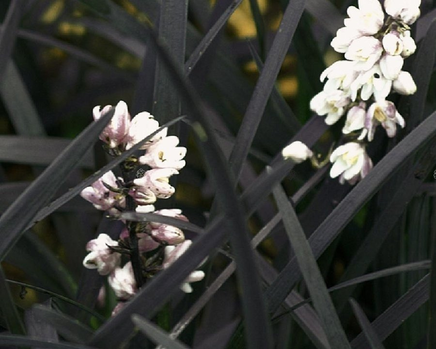 Konwalnik płaskopędowy Black Dragon Ophiopogon planiscapus  C3