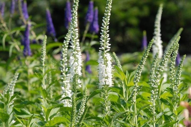 Przetacznik długolistny Schneeriesin Veronica longifolia C2
