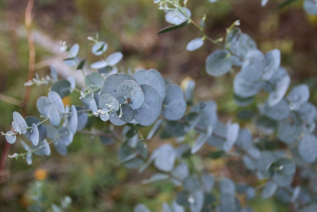 Eukaliptus górski Eucalyptus gunnii C2