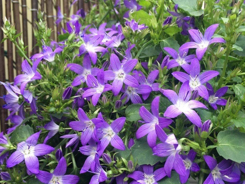 Dzwonek Poszarskiego Stella Campanula poscharskyana P9