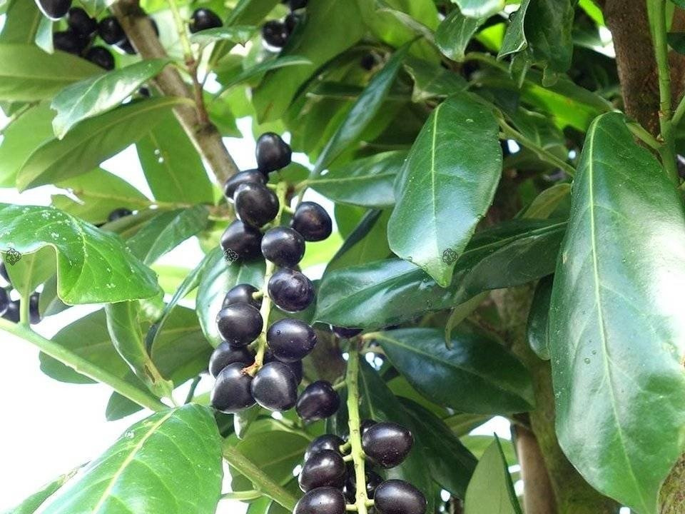 Laurowiśnia wschodnia Novita Prunus laurocerasus P9