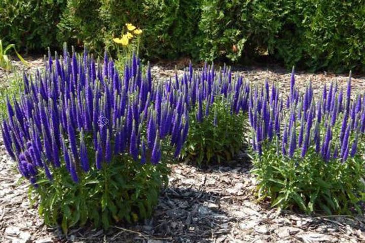 Przetacznik kłosowy Nana Blauteppich Veronica spicata P9