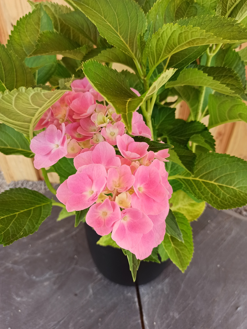 Hortensja ogrodowa Bodensee Hydrangea macrophylla C2