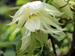Powojnik Lemon Dream PBR Clematis C2