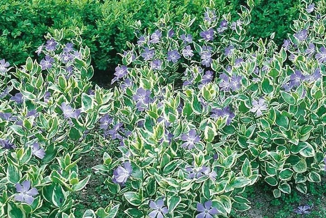 Barwinek większy Variegata Vinca major P9