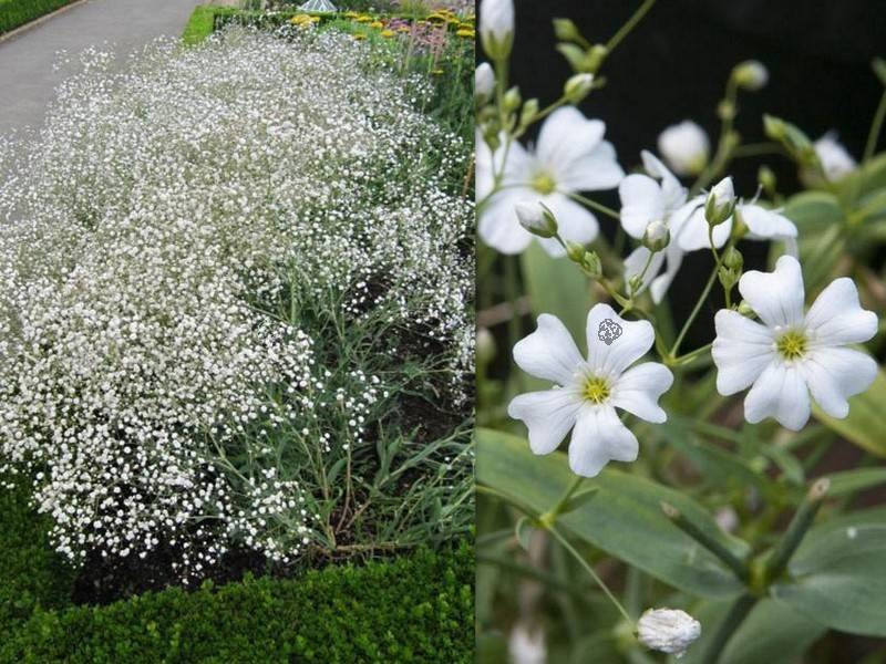 Gipsówka wiechowata Bristol Fairy Gypsophila paniculata C2