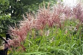 Miskant chiński Flamingo Miscanthus sinensis P9
