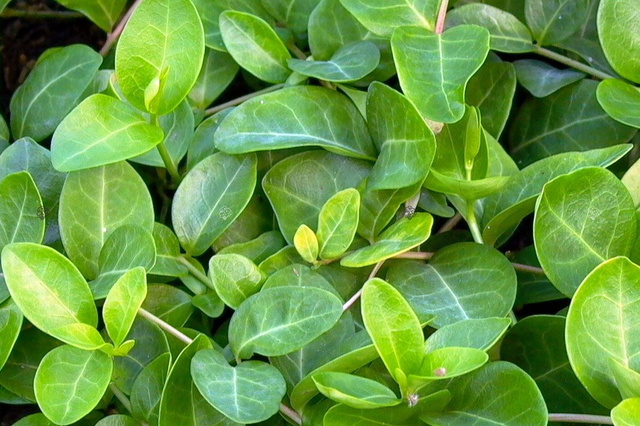 Barwinek pospolity Gruner Teppich Vinca minor P9