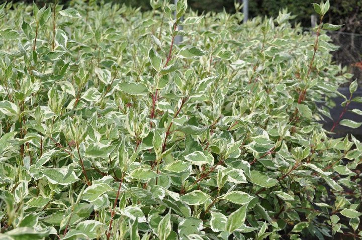 Dereń biały Elegantissima Cornus alba C3