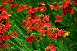 Dzielżan ogrodowy Moerheim Beauty Helenium hybridum C2