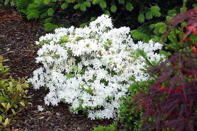 Azalia japońska Diamant Weiss Rhododendron obtusum C2