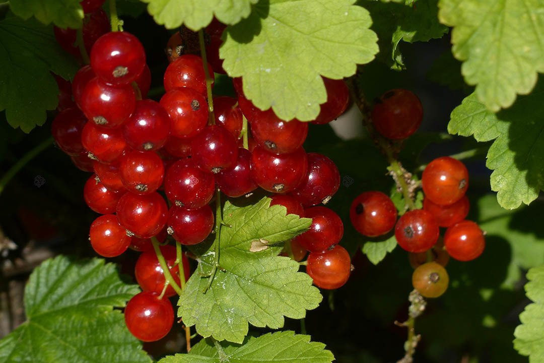 Porzeczka czerwona Jonkheer van Tets Ribes rubrum