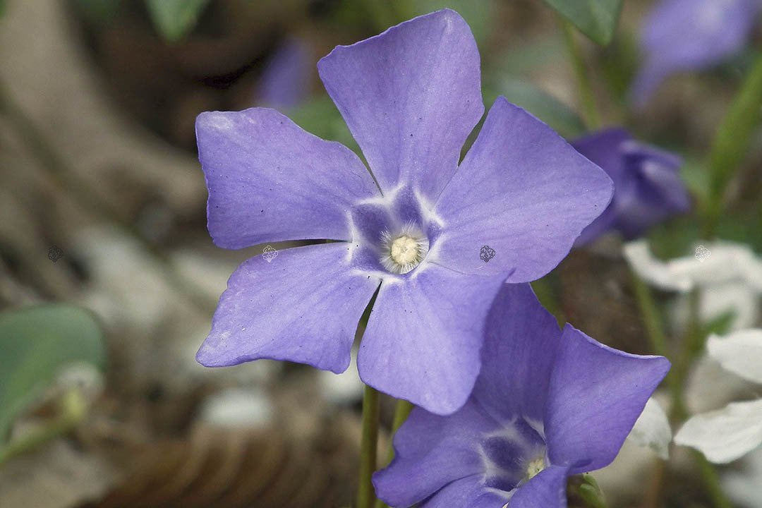 Barwinek większy Variegata Vinca major P9