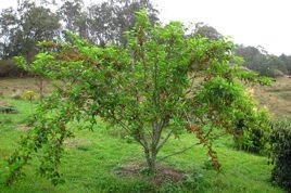 Morwa czarna Morus nigra P9