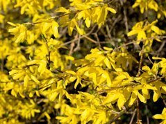 Forsycja pośrednia Lynwood Forsythia intermedia C2