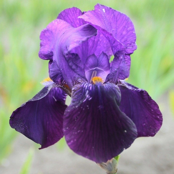 Kosaciec Bishop's Robe Iris germanica P9