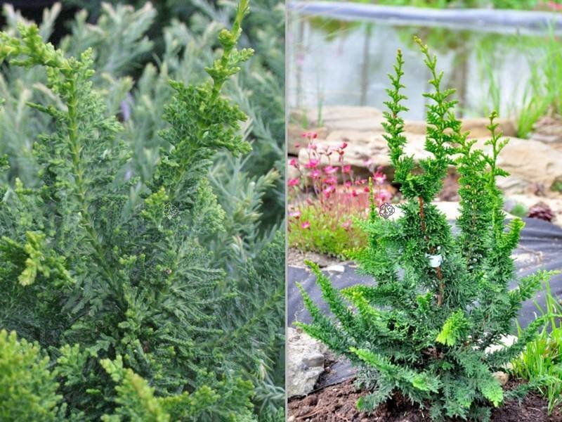 Cyprysik tępołuskowy Filicoides Chamaecyparis obtusa C2