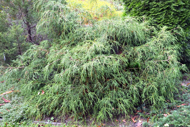 Cyprysik groszkowy Filifera Nana Chamaecyparis pisifera C3