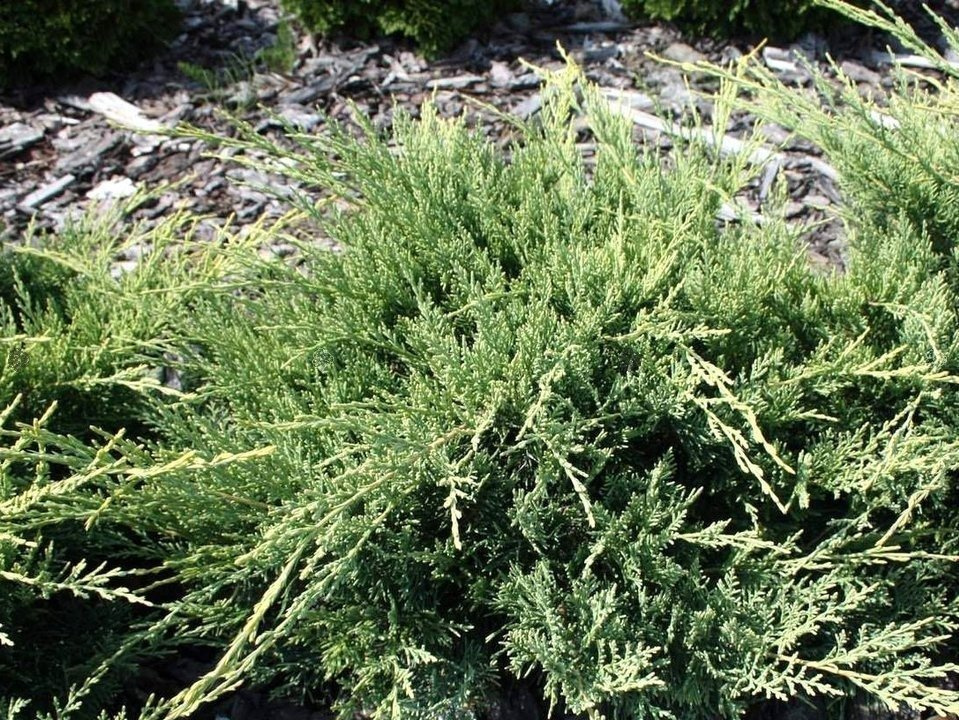 Jałowiec wirginijski Golden Spring Juniperus virginiana C5