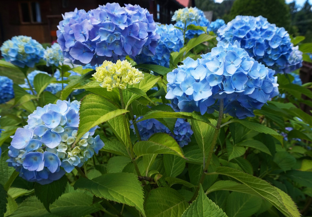 Hortensja ogrodowa Nikko Blue Hydrangea macrophylla P9