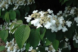 Kalina japońska Mariesii Viburnum plicatum P9