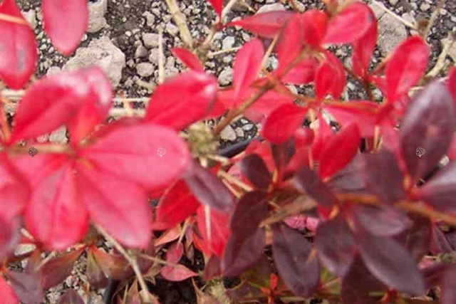 Berberys Thunberga Red Chief Berberis thunbergii C2