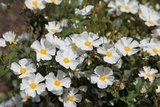 Pięciornik krzewiasty Abbotswood Potentilla fruticosa
