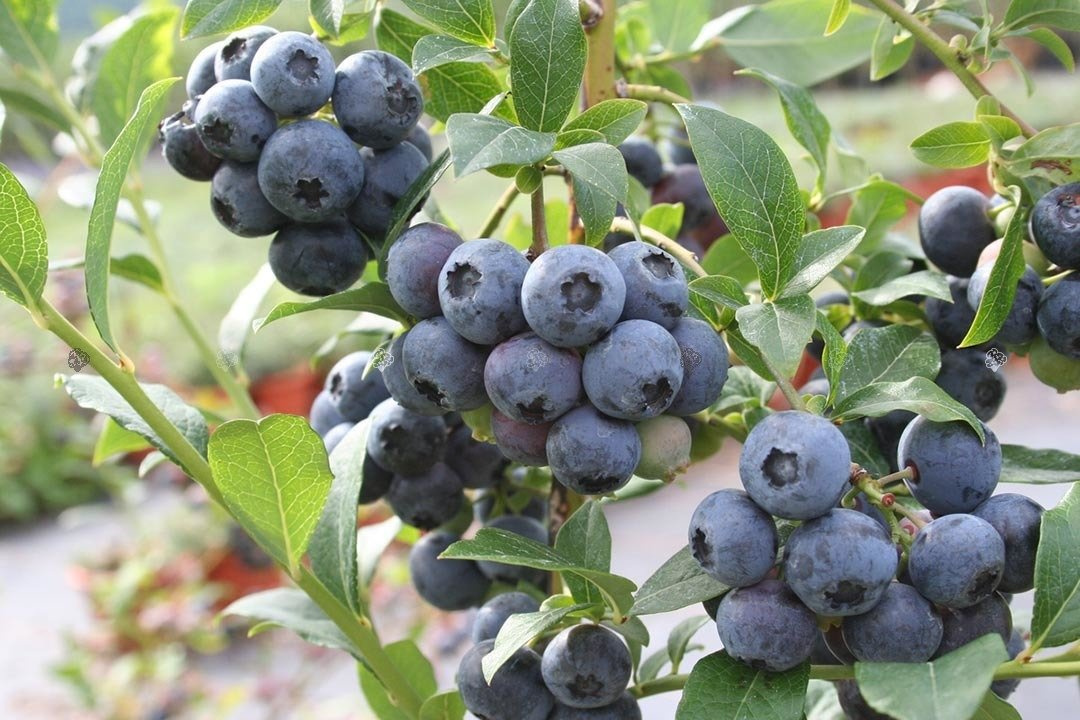 Borówka amerykańska Bluecrop Vaccinium corymbosum C2