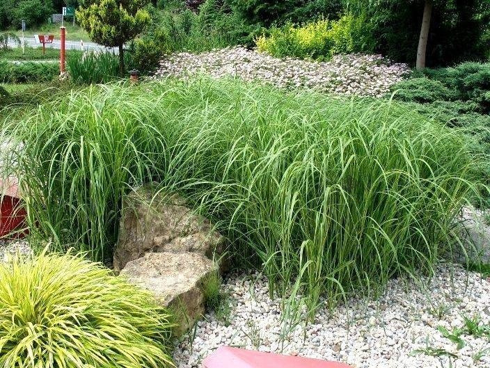 Spartyna grzebieniasta Aureomarginata Spartina pectinata P9