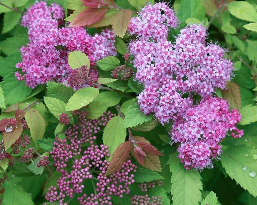 Tawuła japońska Double Play Big Bang PBR Spiraea japonica