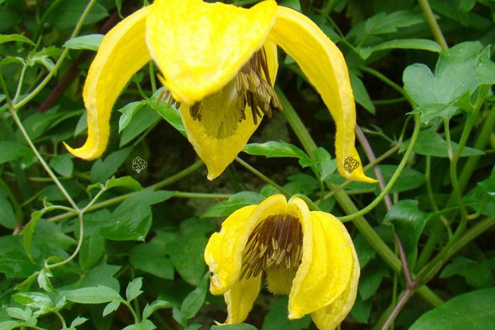 Powojnik tangucki Bill MacKenzie Clematis C2