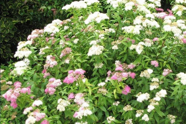 Tawuła japońska Genpei Shirobana Spiraea japonica P9