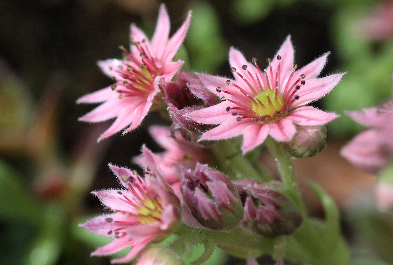 Rojnik murowy Purpureum Sempervivum tectorum P9