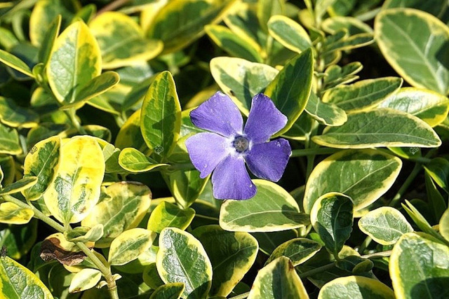 Barwinek pospolity Blue and Gold Vinca minor P9