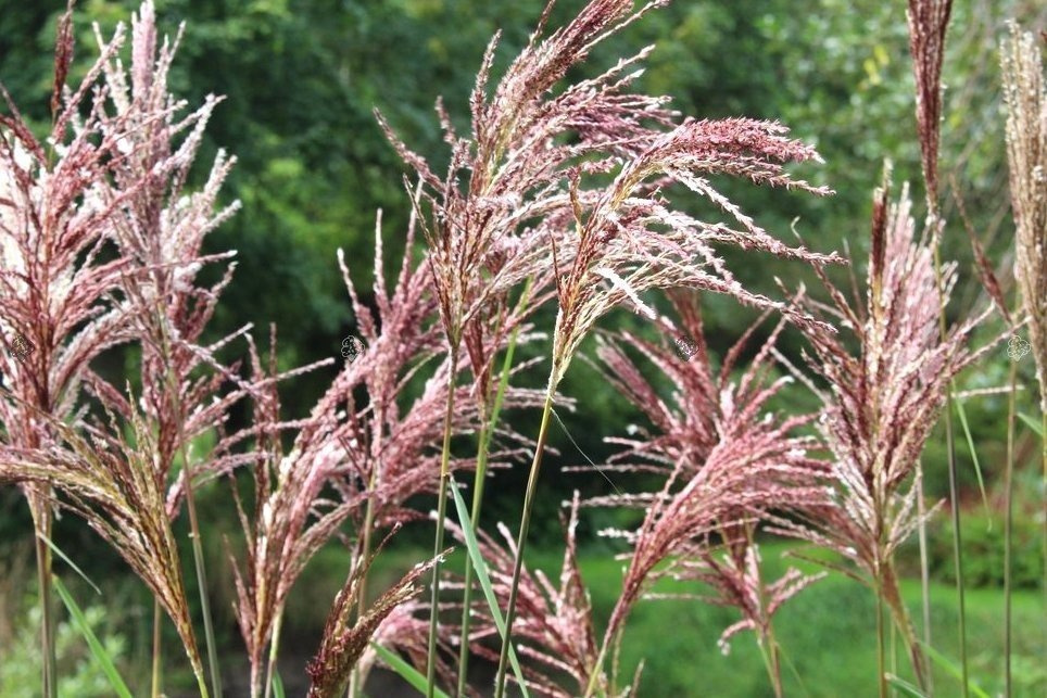 Miskant chiński Malepartus Miscanthus sinensis C5
