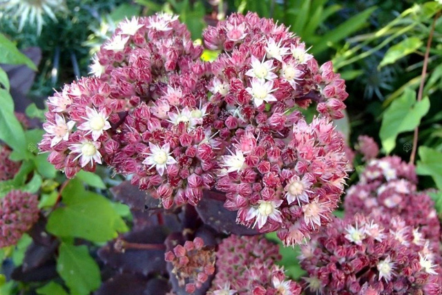 Rozchodnik wielki Strawberries and Cream Sedum telephium P9