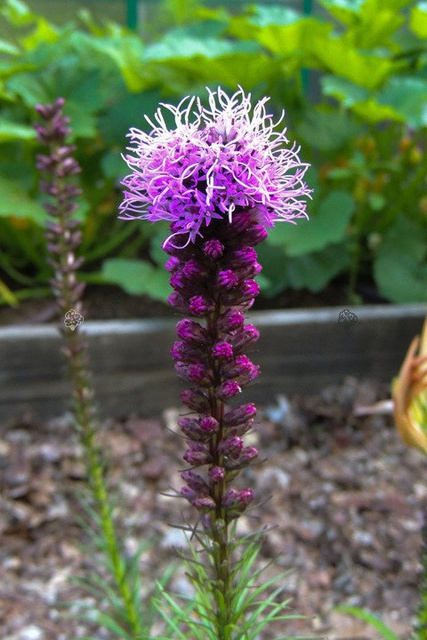 Liatra kłosowa Liatris spicata P9