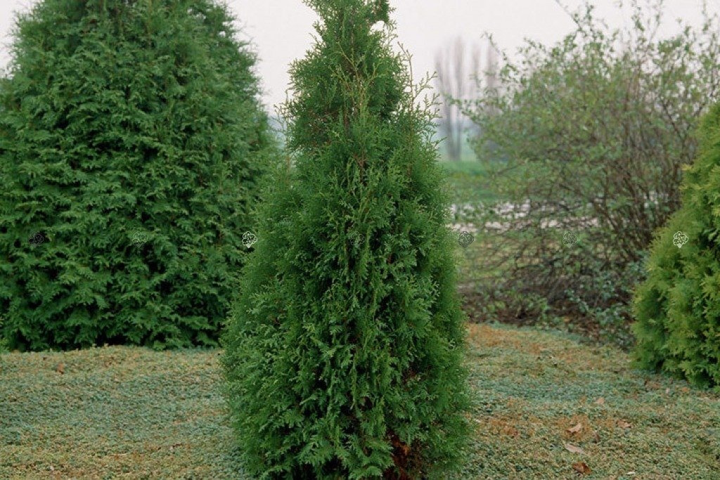 Tuja Brabant Thuja occidentalis P9