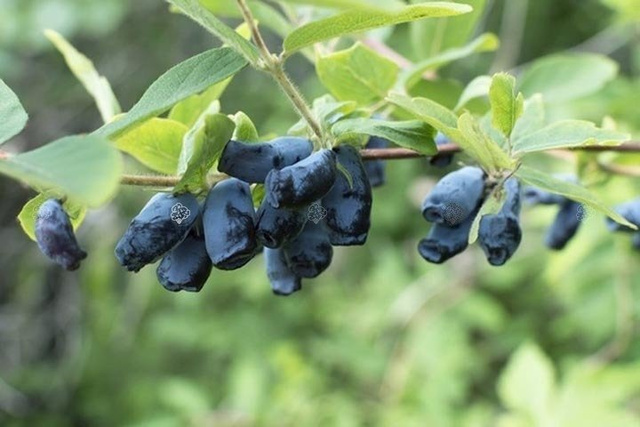 Jagoda kamczacka Atut Lonicera caerulea var. kamtschatica P9
