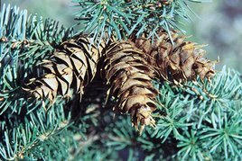 Daglezja zielona odm. sina Pseudotsuga menziesii var. glauca C2