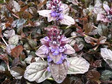 Dąbrówka rozłogowa Mahogany Ajuga reptans P9
