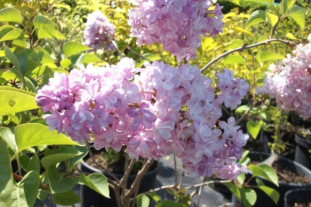 Lilak pospolity Katherine Havemeyer Syringa vulgaris C5