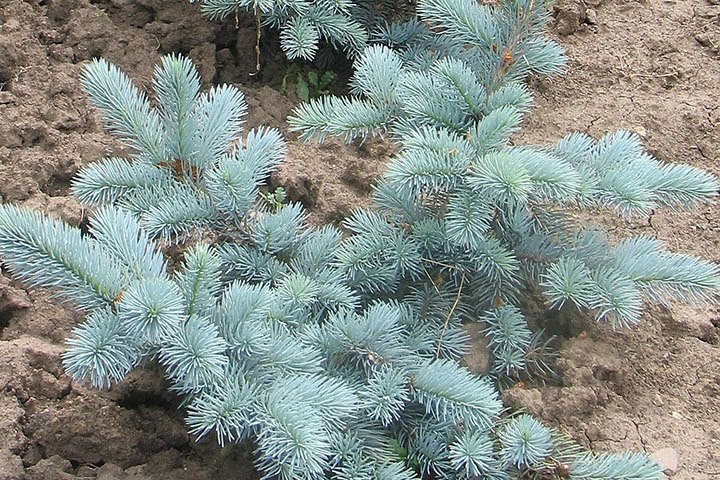 Świerk kłujący Hoopsii Picea pungens C5