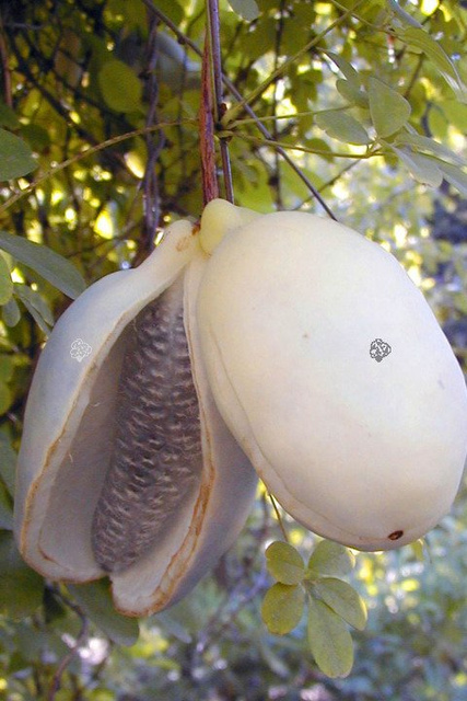 Akebia pięciolistkowa Akebia quinata C1