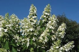 Hortensja bukietowa Levana PBR Hydrangea paniculata C3