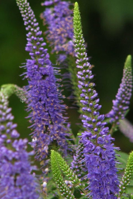 Przetacznik długolistny Blauriesin Veronica longifolia C2