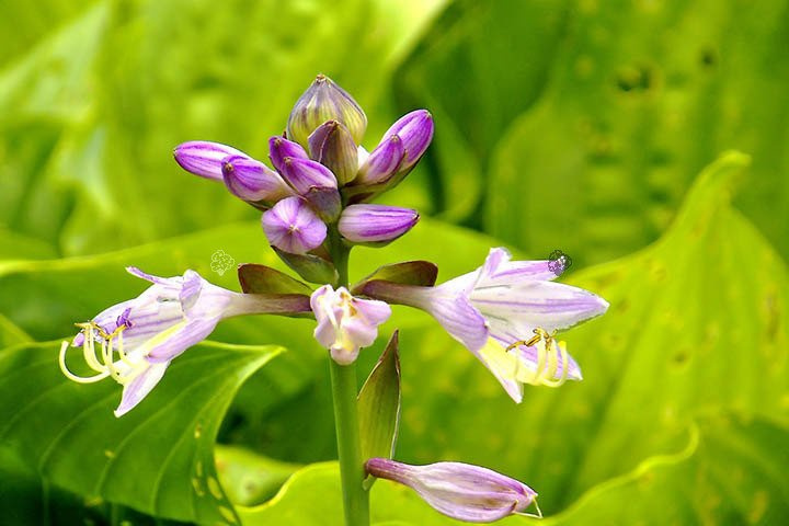 Funkia Sum and Substance Hosta C3