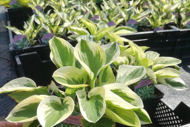 Funkia Brim Cup Hosta C2