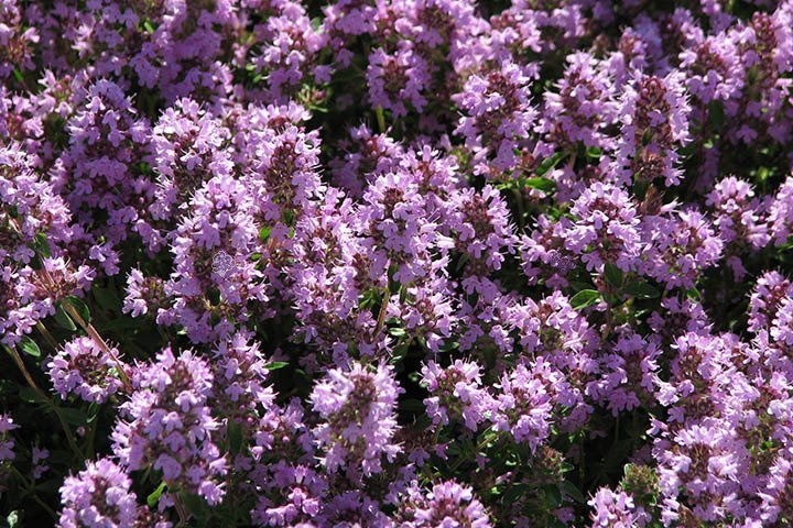 Macierzanka piaskowa Elfin Thymus serpyllum P9