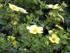 Pięciornik krzewiasty Elizabeth Potentilla fruticosa P9
